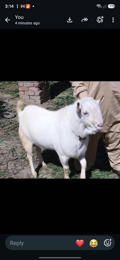 pure burbery white breader taddy bakra