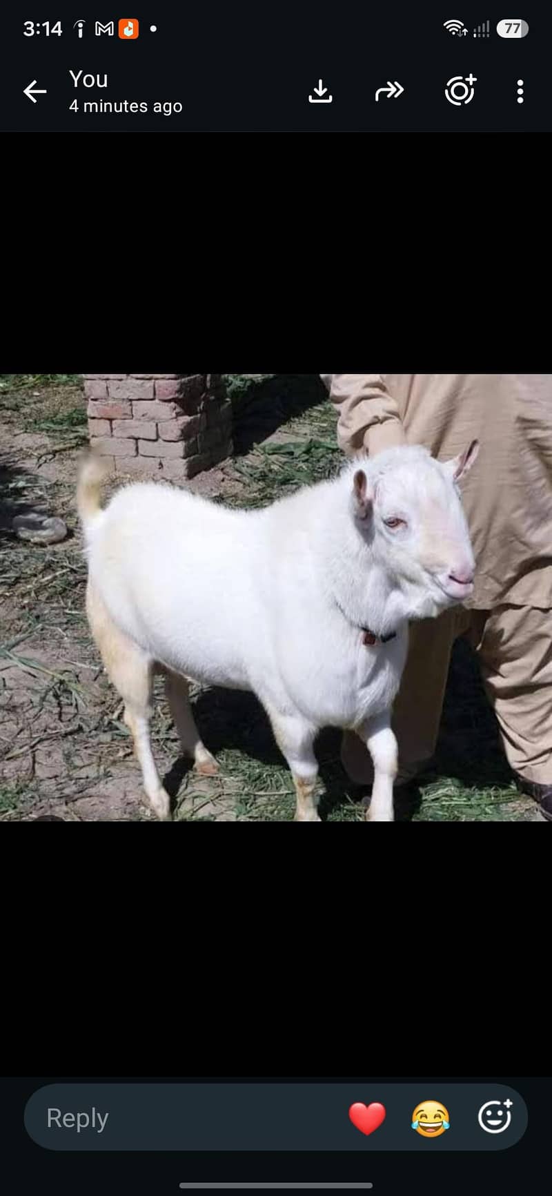 pure burbery white breader taddy bakra 0