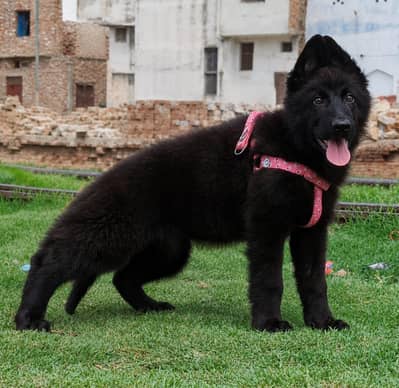 German shepherd long coat show class female for sale