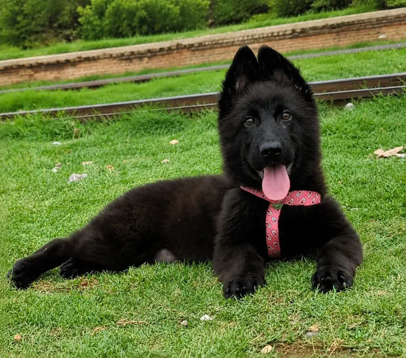 German shepherd long coat show class female for sale — photo 2