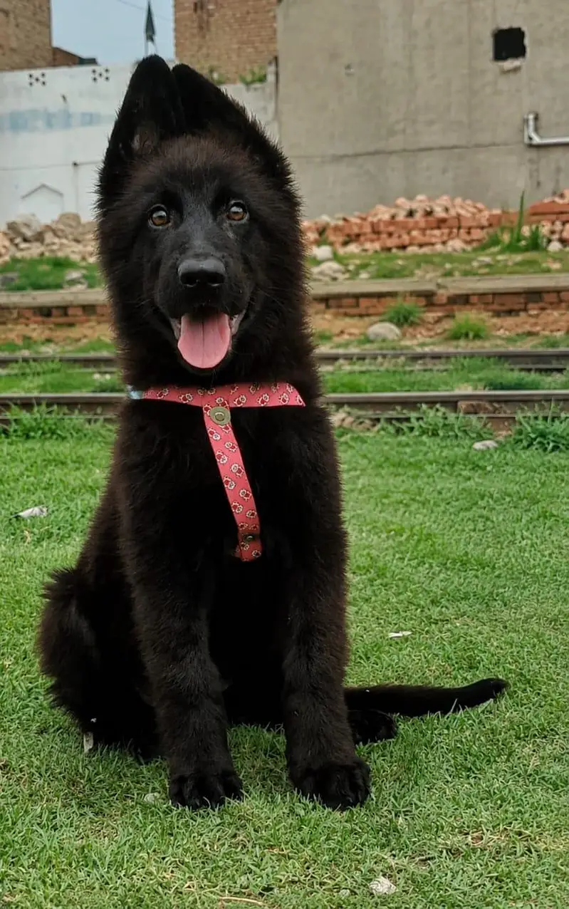 German shepherd long coat show class female for sale — photo 3