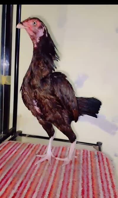 Aseel hen for sale