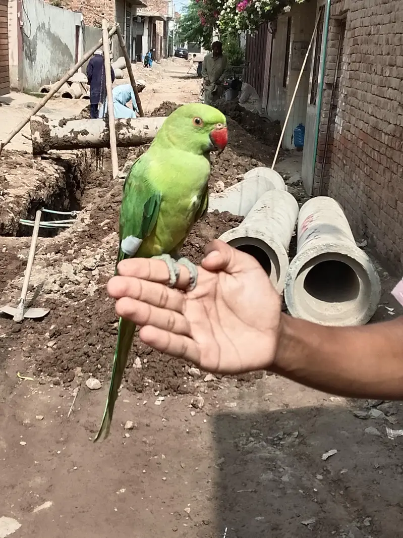 self patha male — photo 2