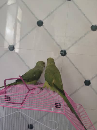 urgent sale pair