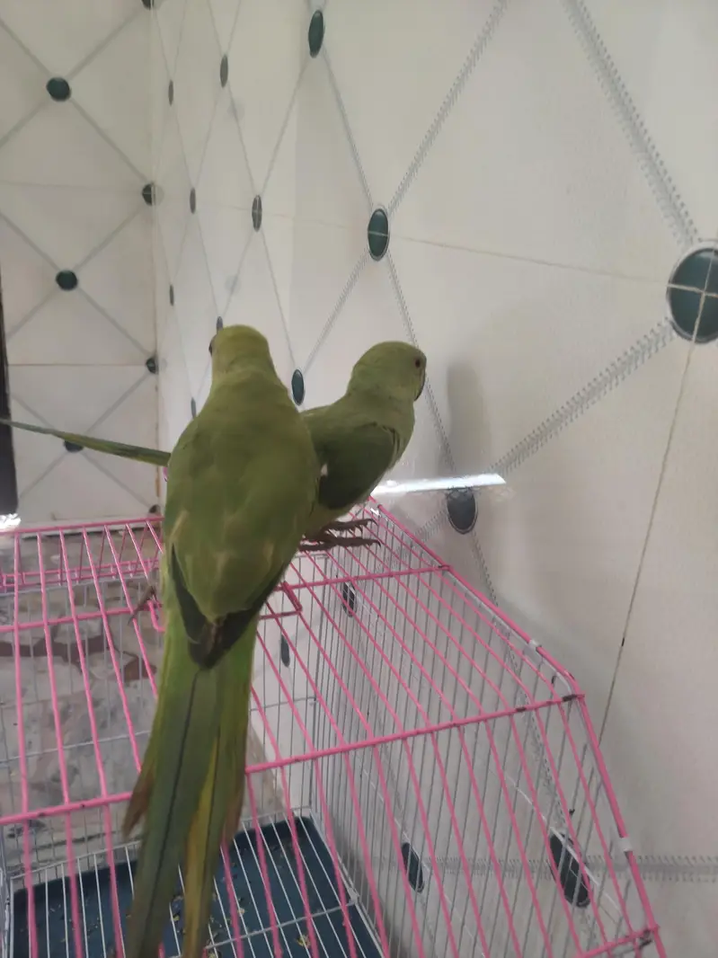 urgent sale pair — photo 2