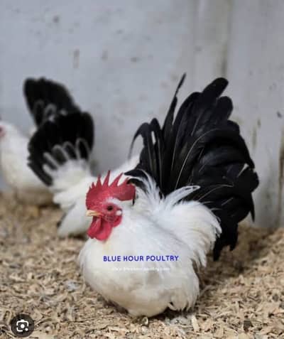 I need black tail Japanese Pair