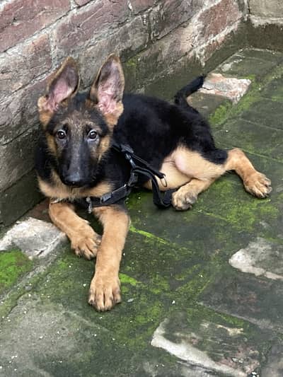 Urgent Sale Stock Coat Female Puppy For Sale