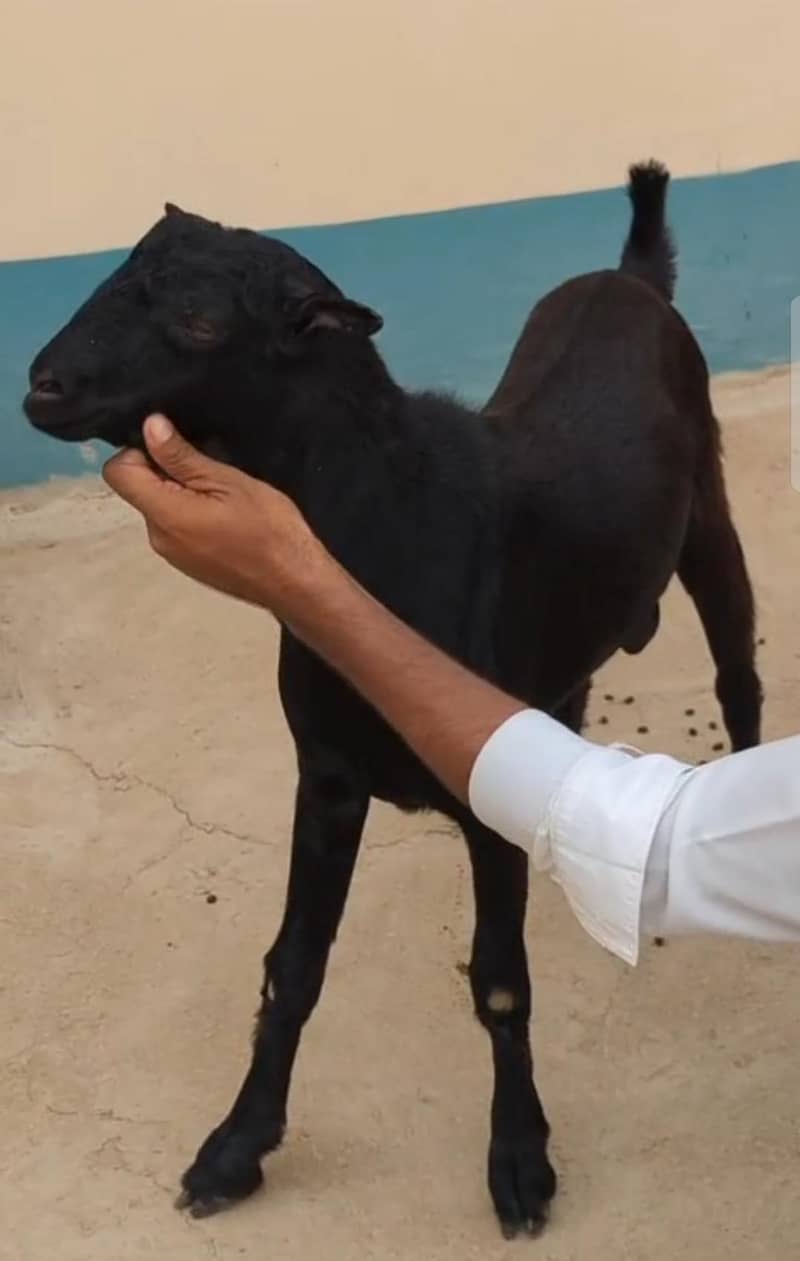 tedda black 1
