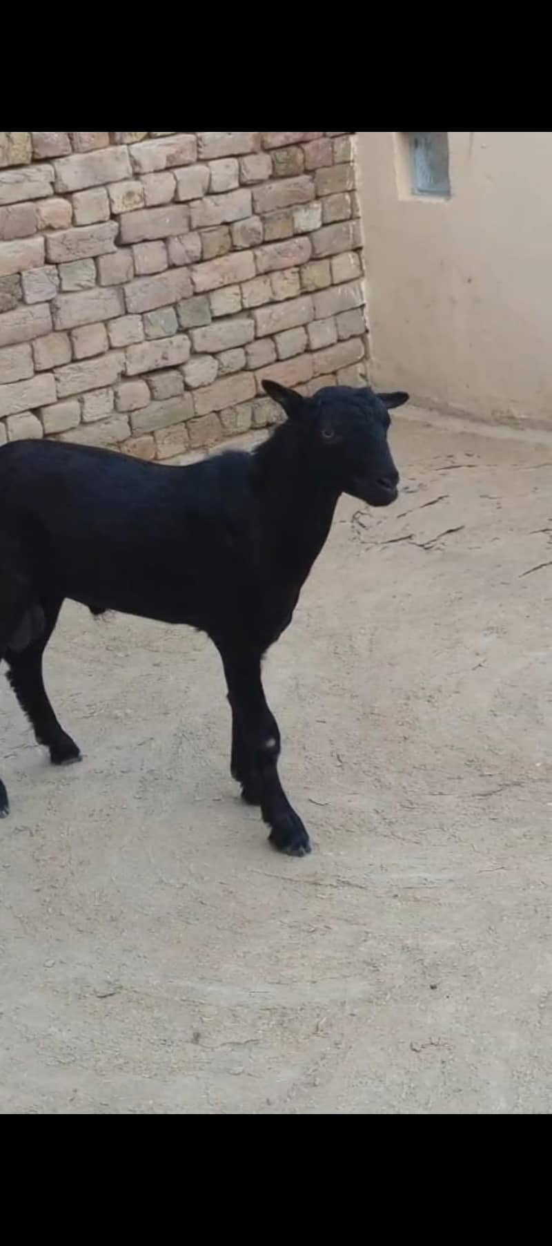 tedda black 2