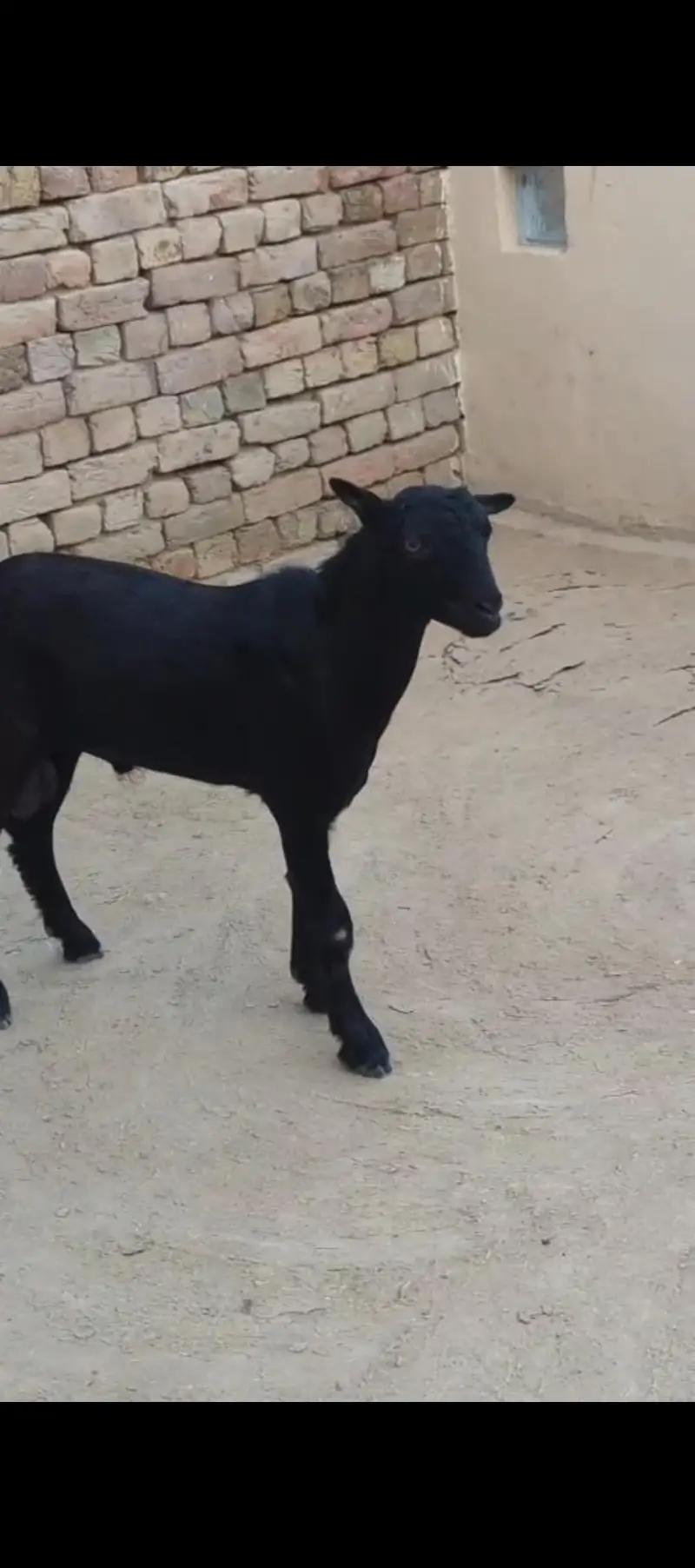 tedda black — photo 3