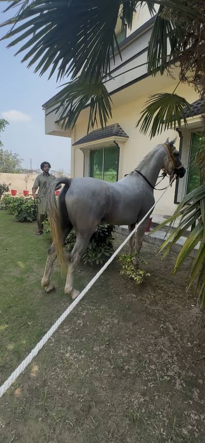 Desi ghora
