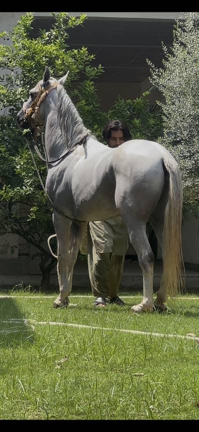 Desi ghora