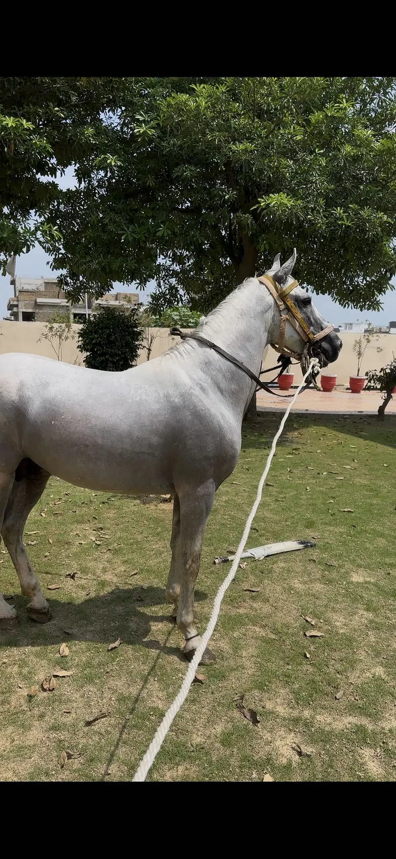Desi ghora — photo 3