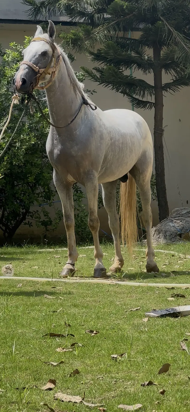 Desi ghora — photo 5
