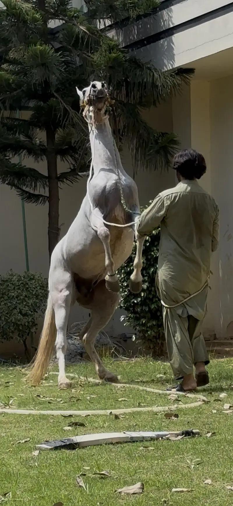 Desi ghora — photo 7