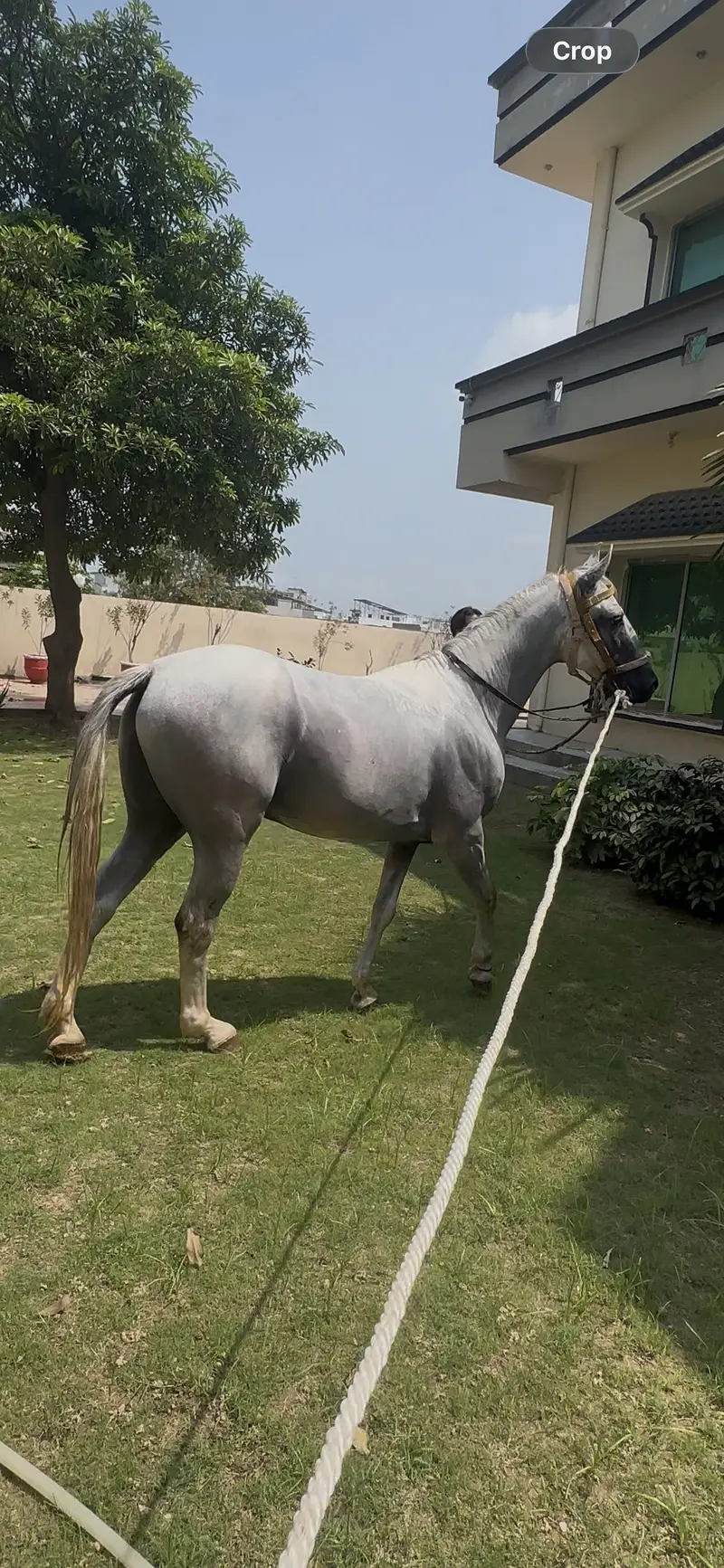 Desi ghora — photo 8