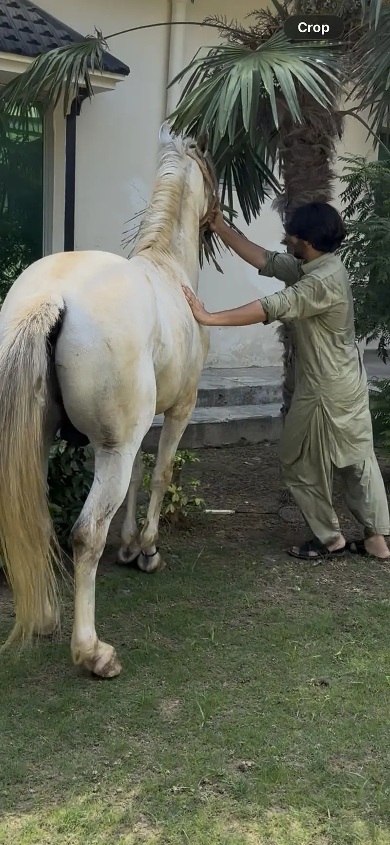 Desi ghora — photo 10