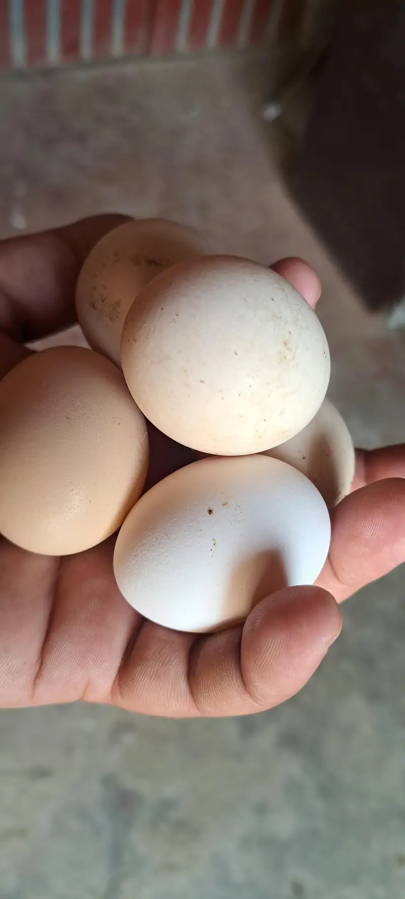 aseel hen fertile egg avail on bookking — photo 10