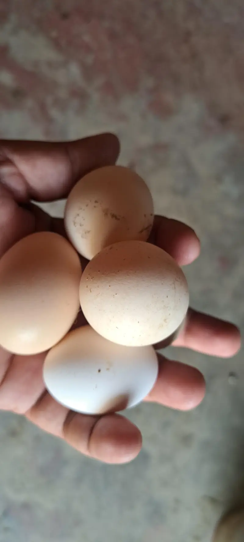 aseel hen fertile egg avail on bookking — photo 11