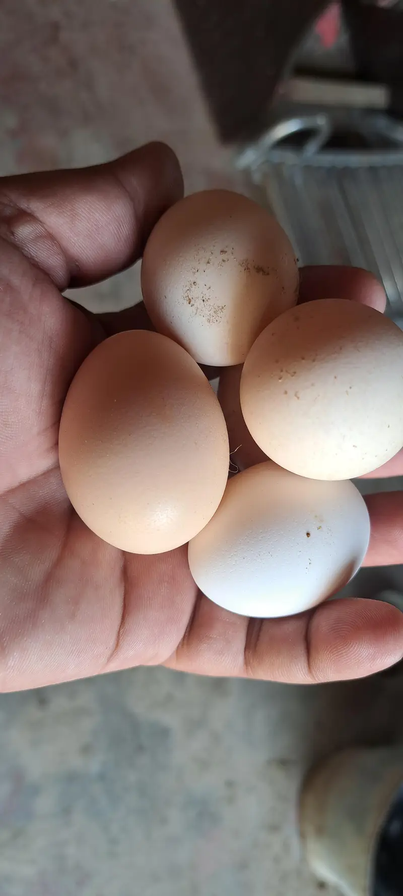 aseel hen fertile egg avail on bookking — photo 12