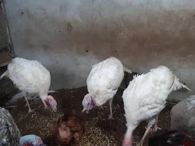 turkey