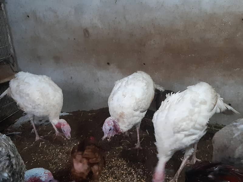turkey 0