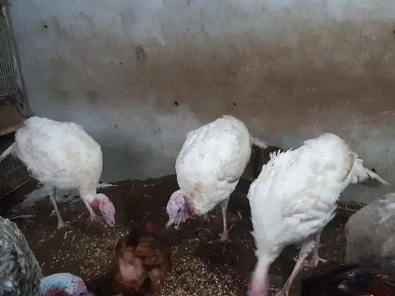 turkey