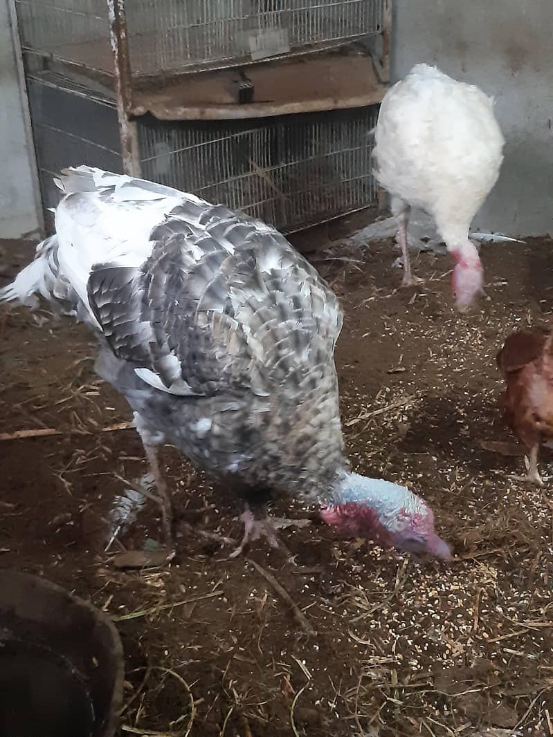 turkey 1