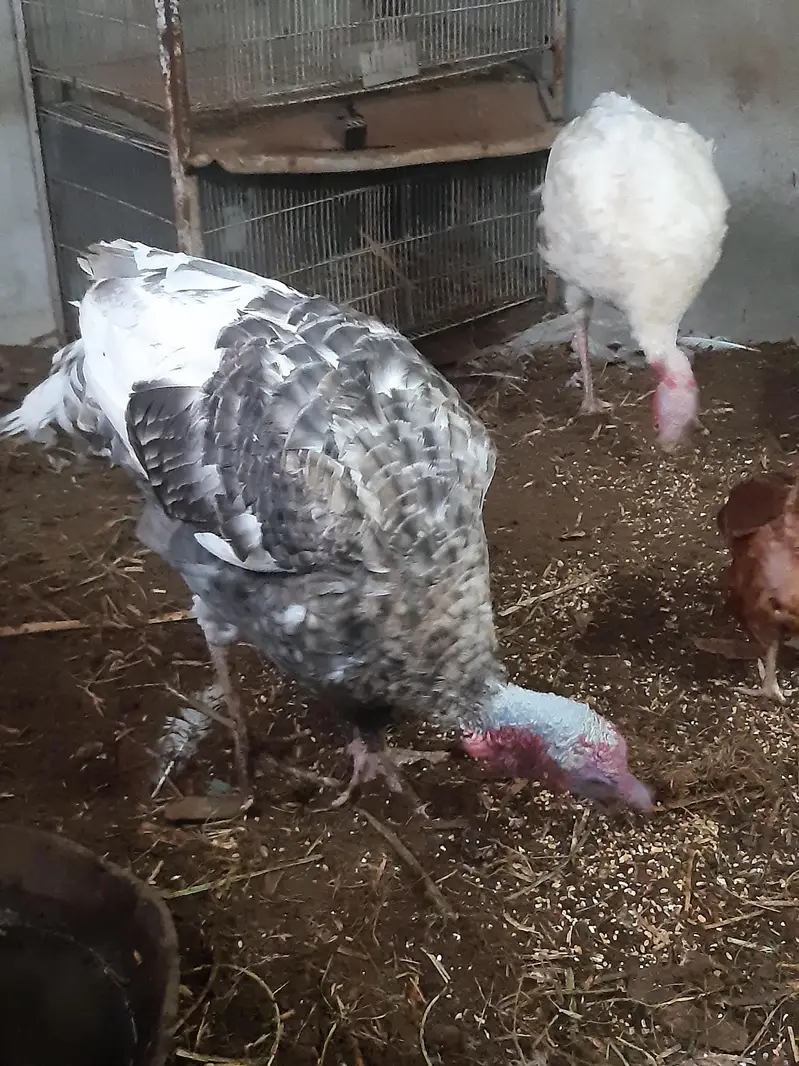 turkey — photo 2