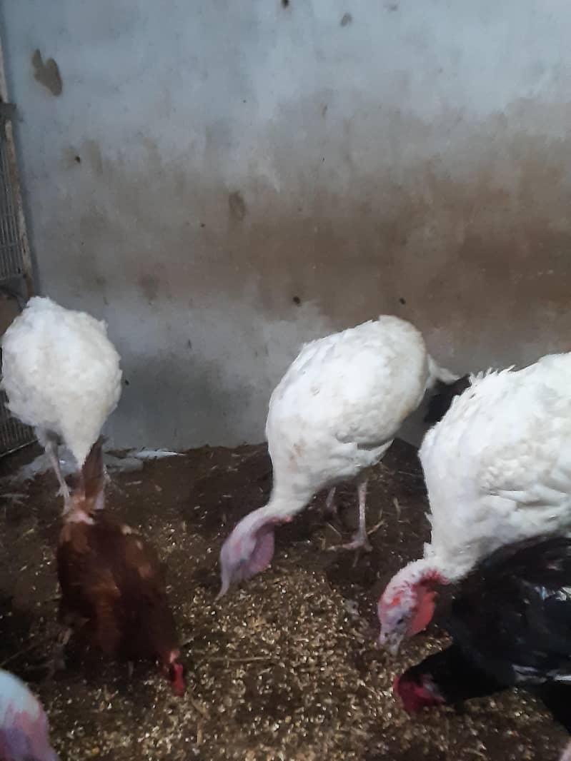 turkey 2