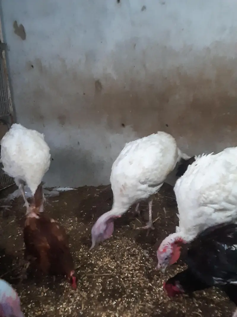 turkey — photo 3