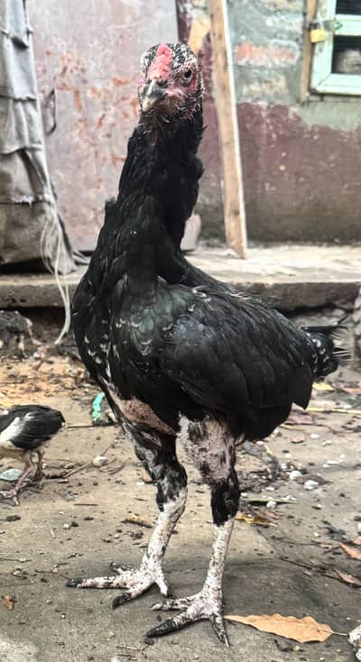 Aseel lasani hen and aseel murgha with 6 aseel chicks