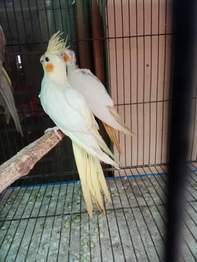 red eyes cream cocktail for sale age 6 months