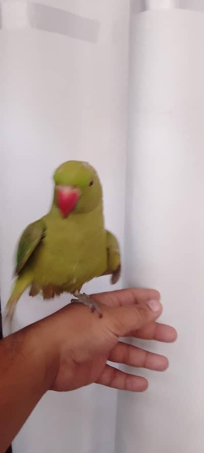 ringneck handtame