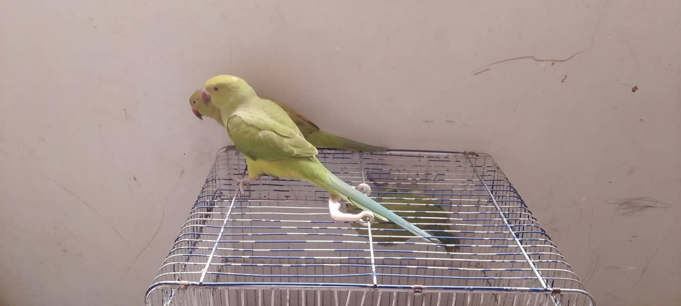 Ringneck pathay 1