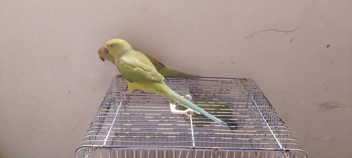 ringneck handtame — photo 2