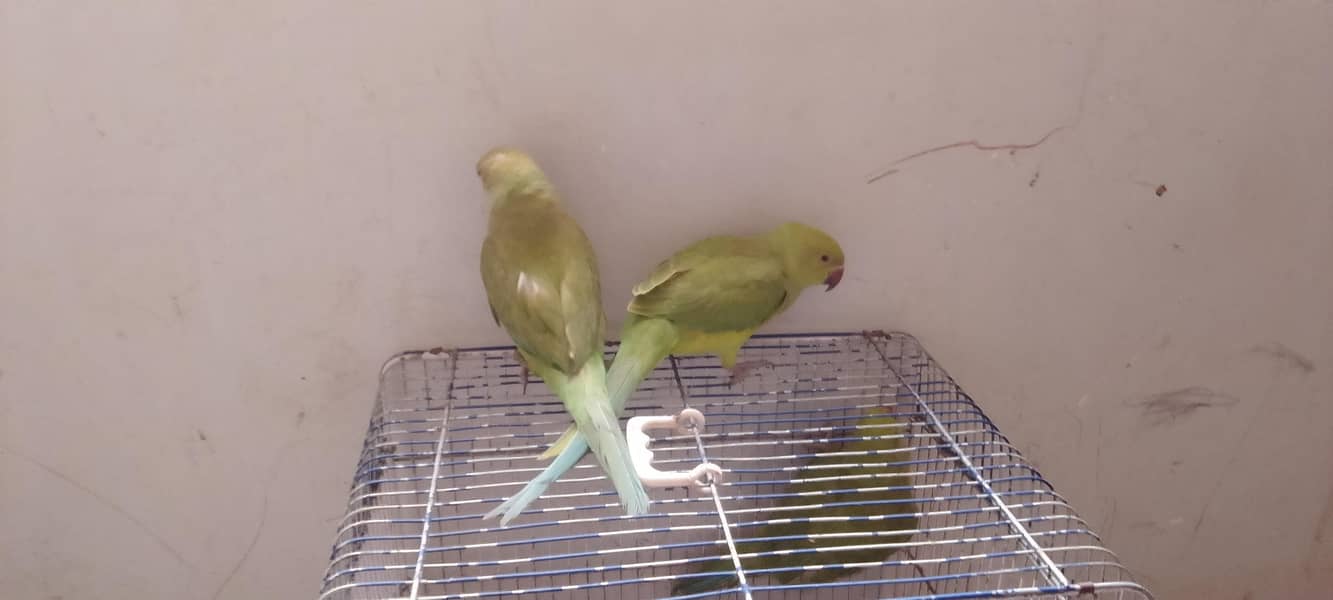 Ringneck pathay 2