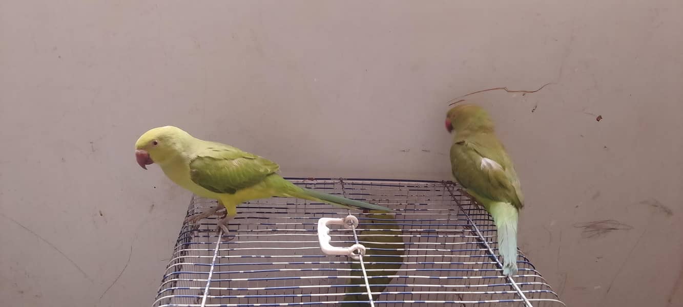 Ringneck pathay 3