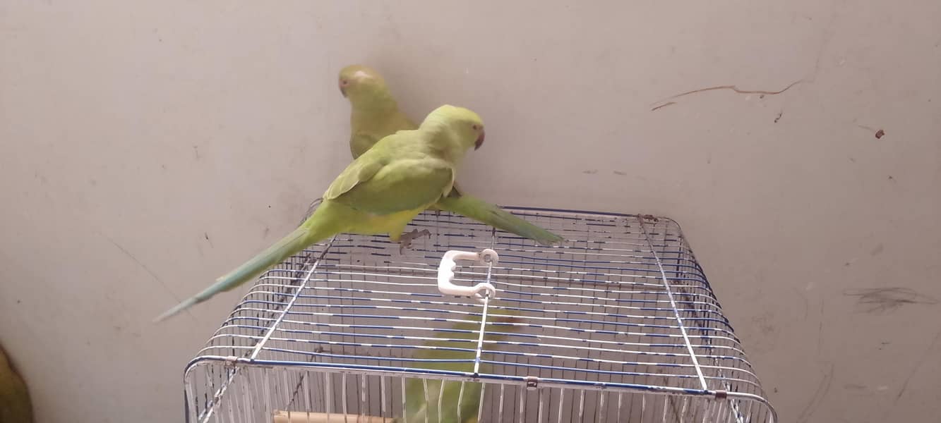 Ringneck pathay 4