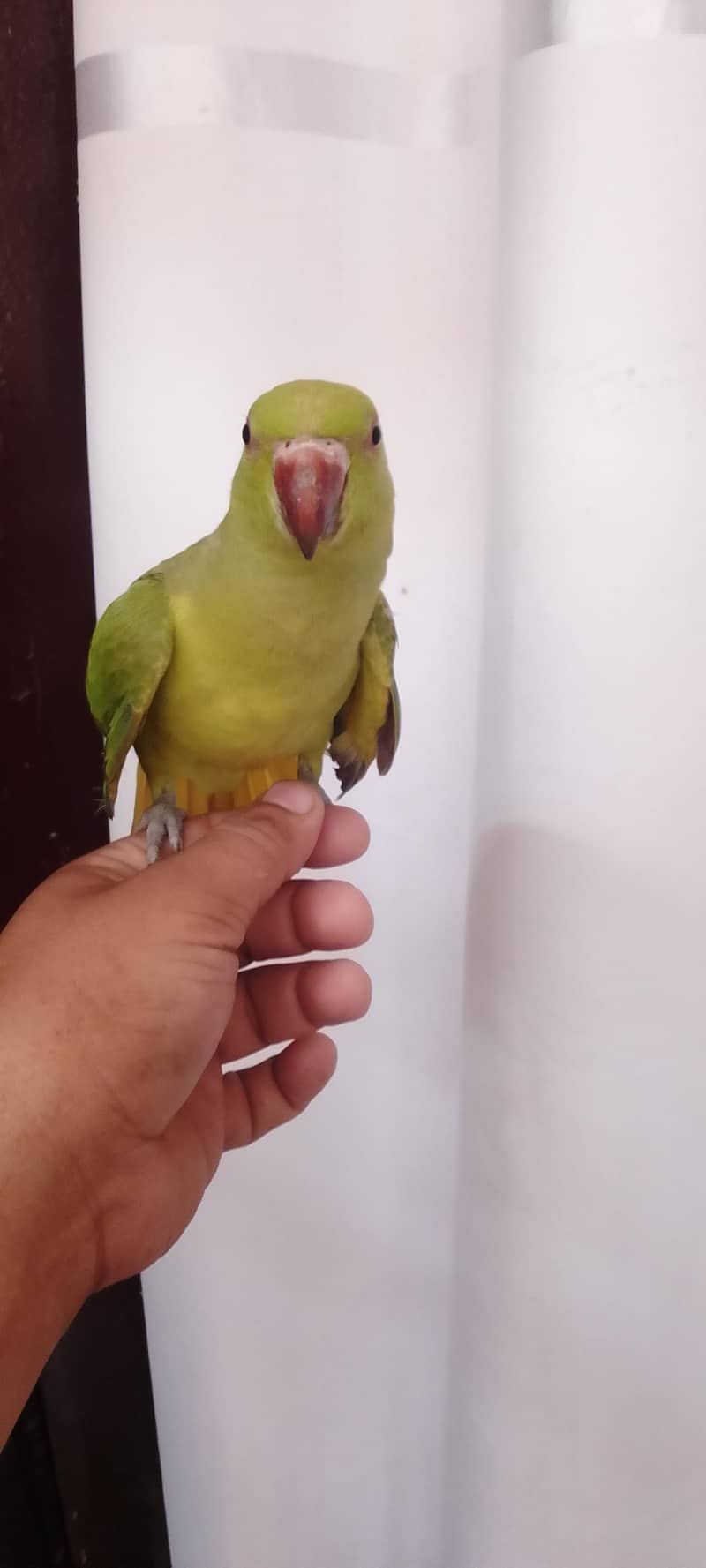 Ringneck pathay 6