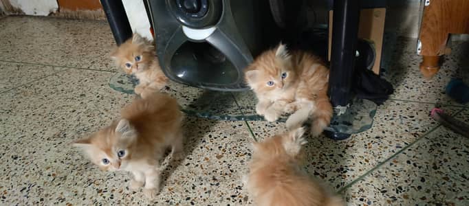 kittens