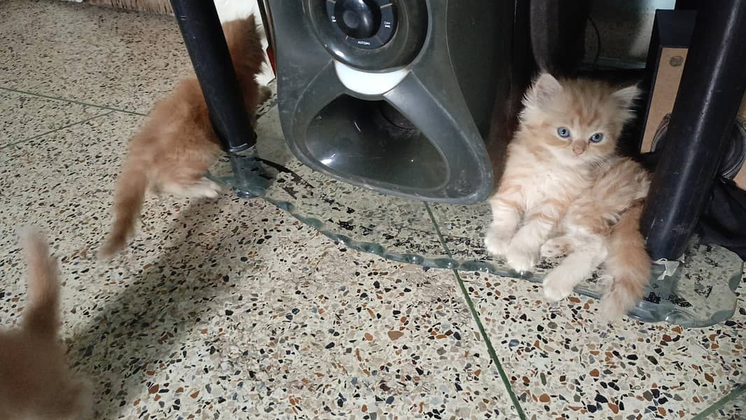 kittens 1