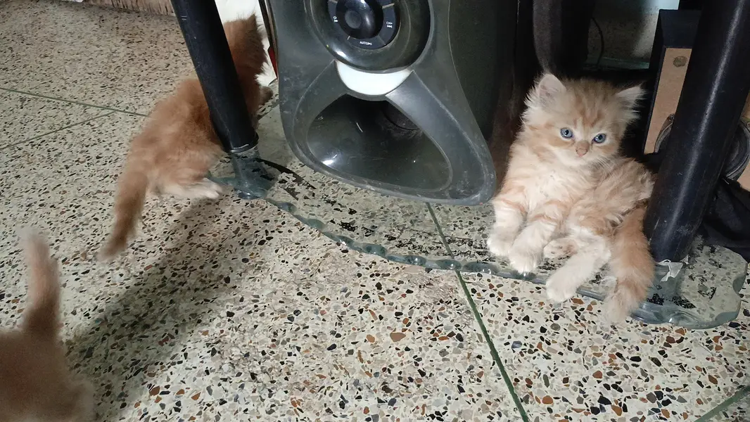 kittens — photo 2