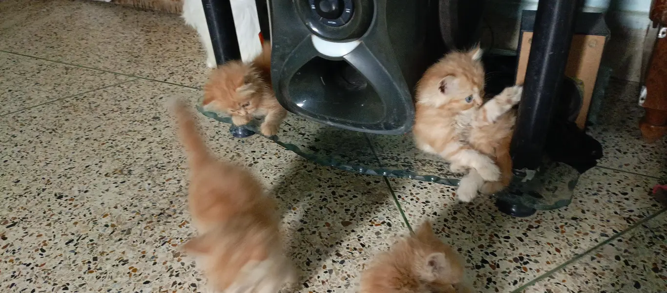 kittens — photo 3
