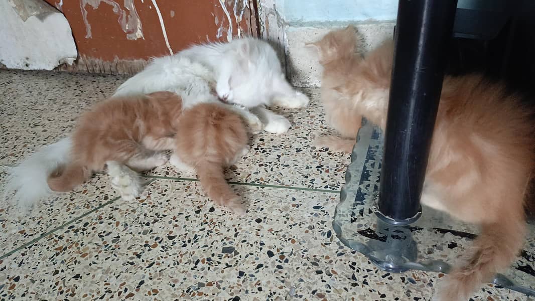 kittens 3