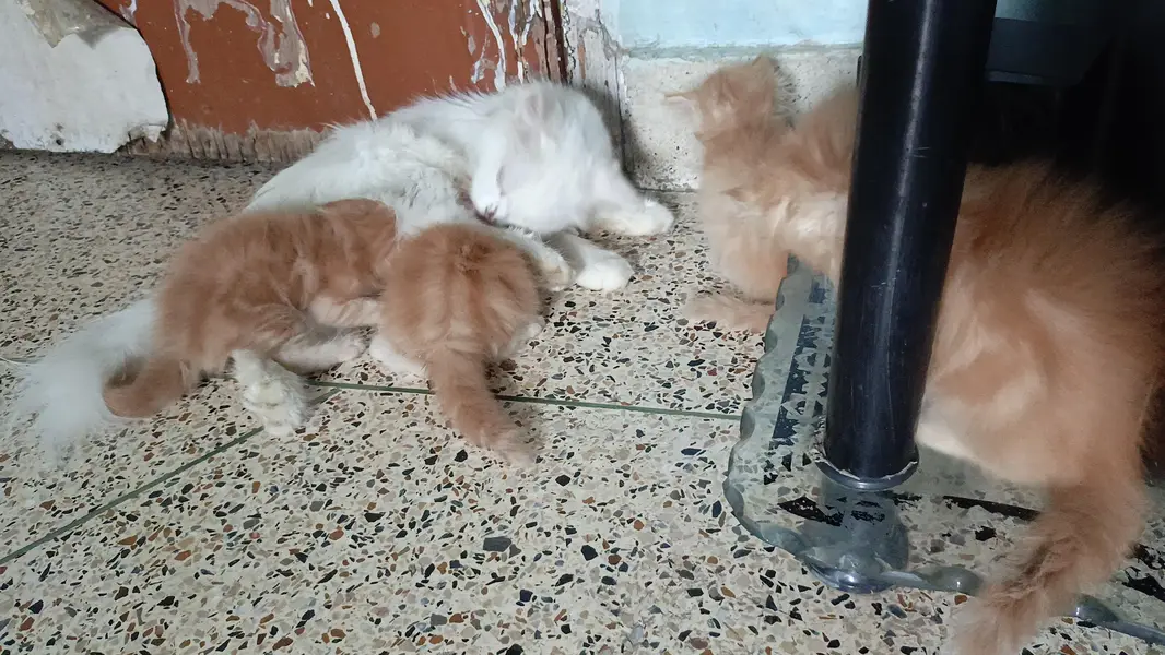 kittens — photo 4