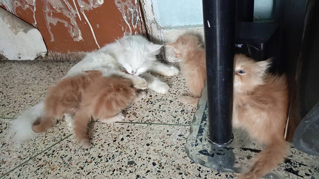 kittens 4