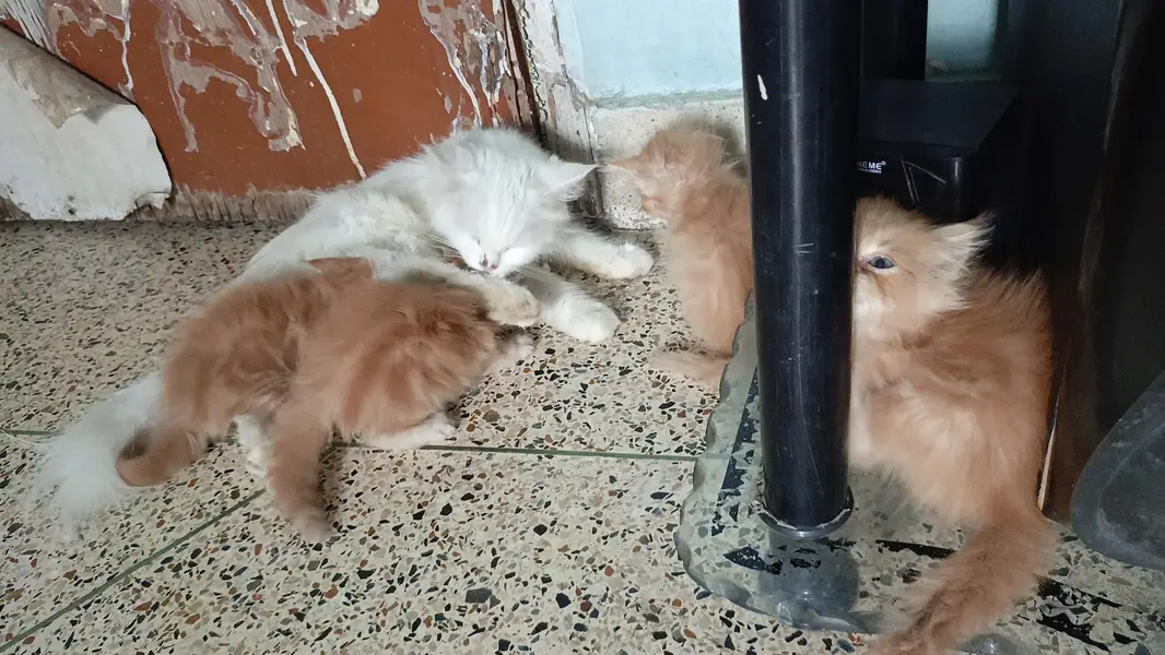 kittens — photo 5