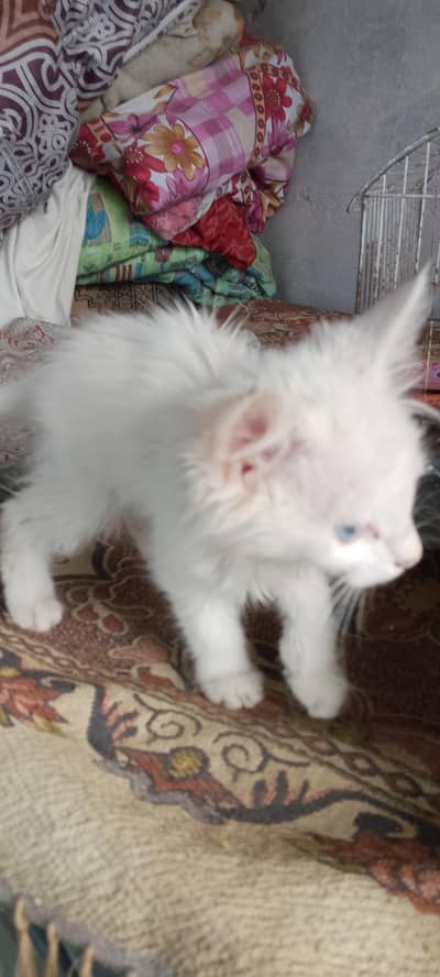 long coat blue eyes active cute make kitten