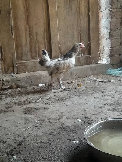 desi murgi age 1.5 month
